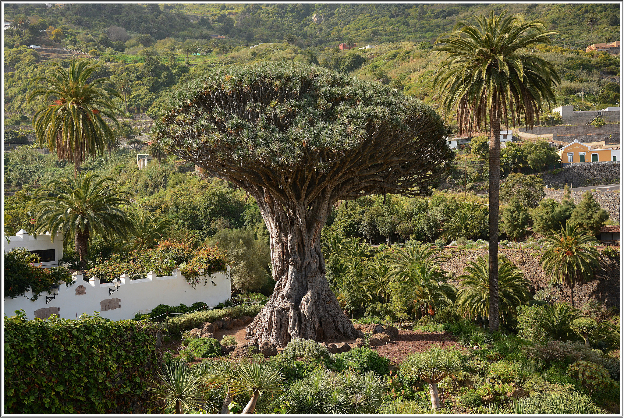 Drago Tenerife