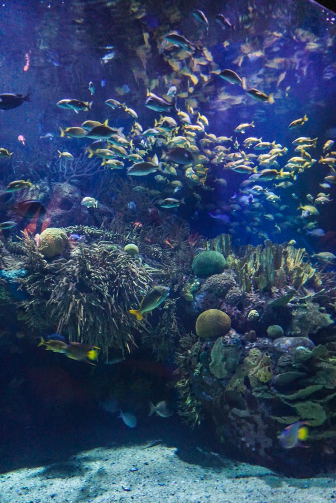 L'Oceanografic interior 2