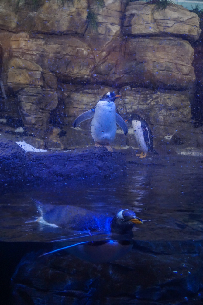 L'Oceanografic interior 3