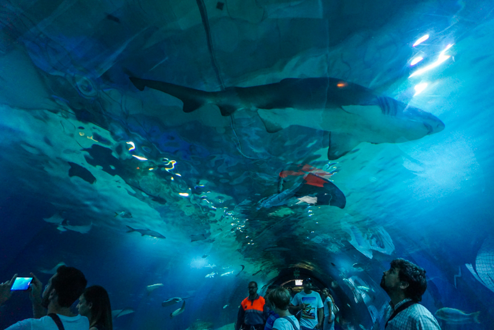 L'Oceanografic interior 5