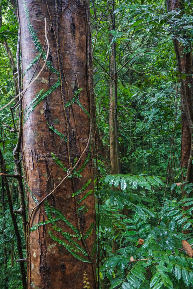 aerial tram st lucia-37