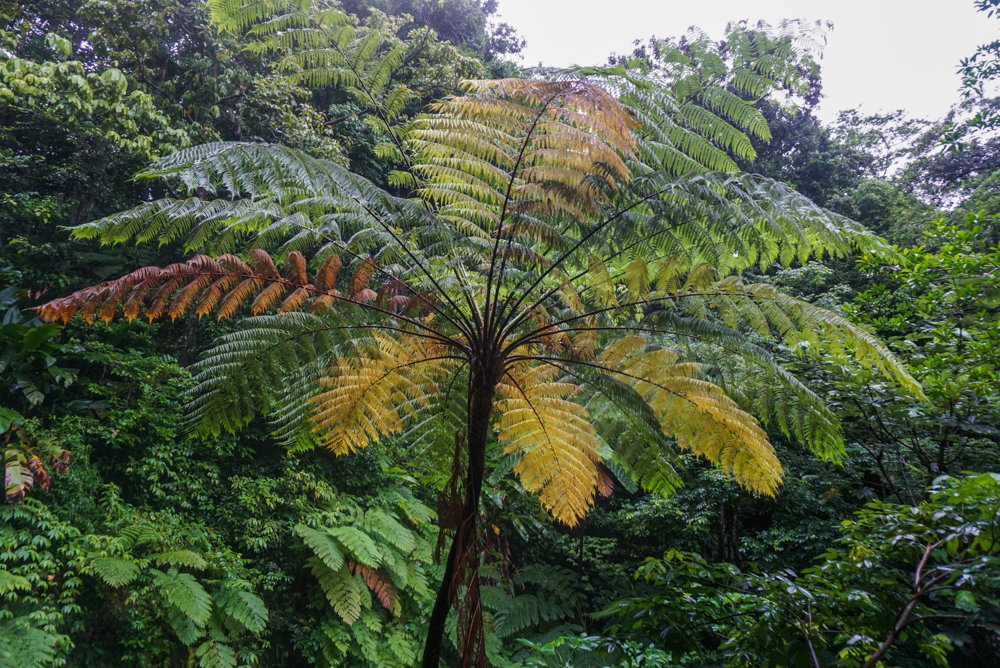 aerial tram st lucia-39