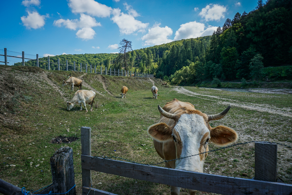 valea zimbrilor vama buzaului-13