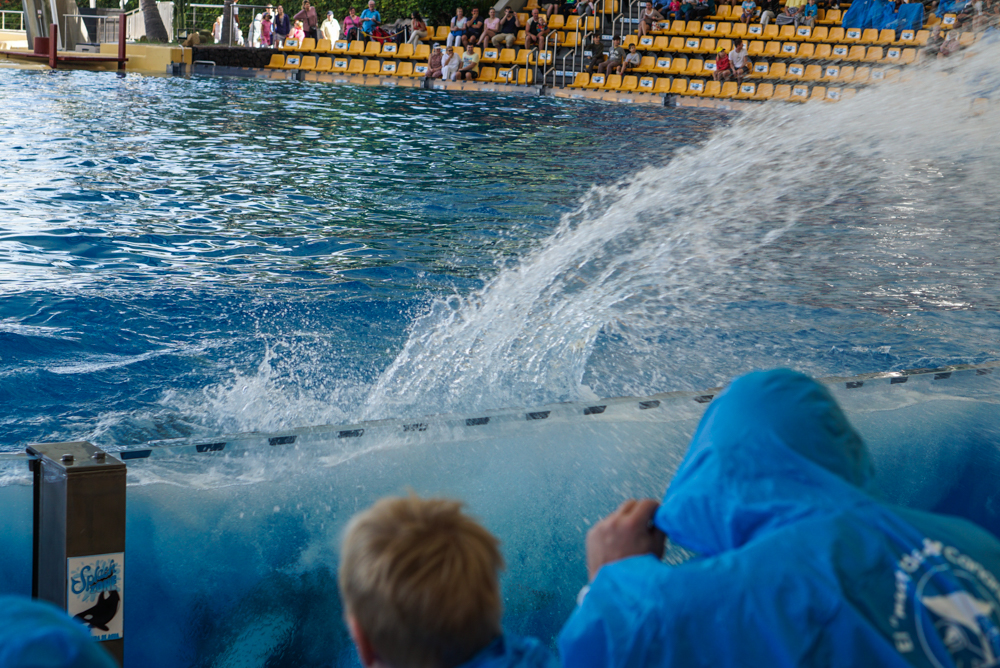 impresii loro parque tenerife-10