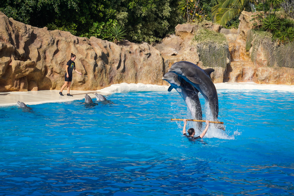 impresii loro parque tenerife-15