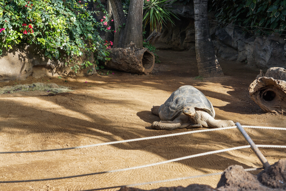 impresii loro parque tenerife-16