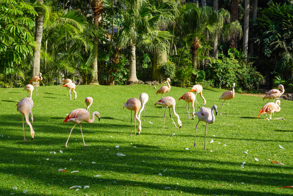 impresii loro parque tenerife-18