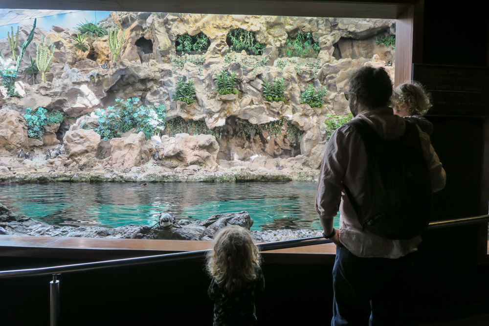 impresii loro parque tenerife-19