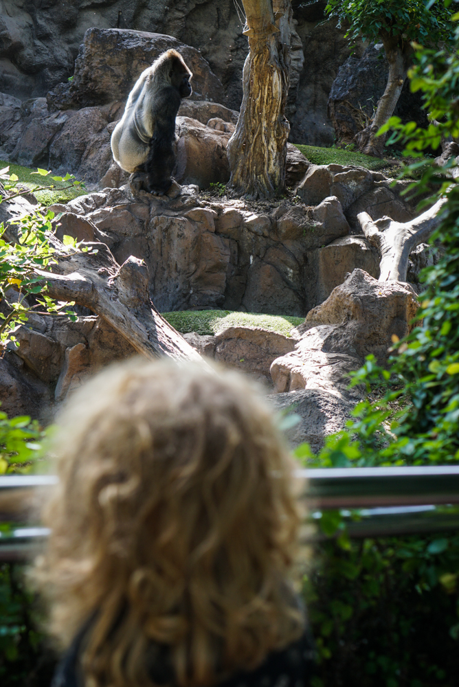 impresii loro parque tenerife-5