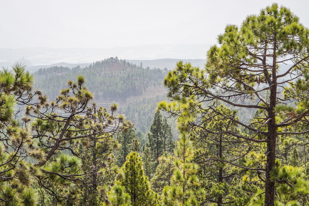 teide-roadtrip-5