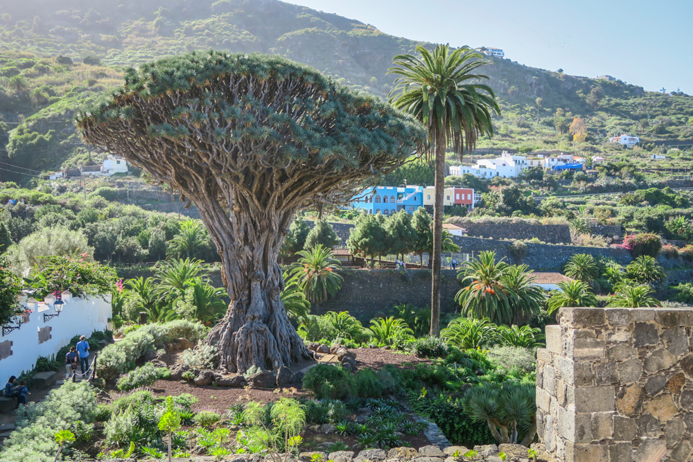 Drago Milenario Tenerife