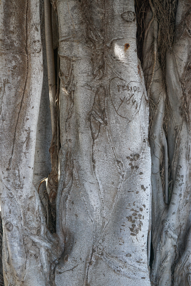 parque del drago tenerife detaliu